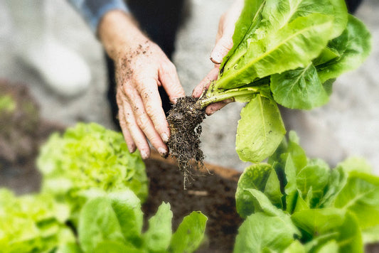 Six Writing Lessons from an Actual Backyard Gardener