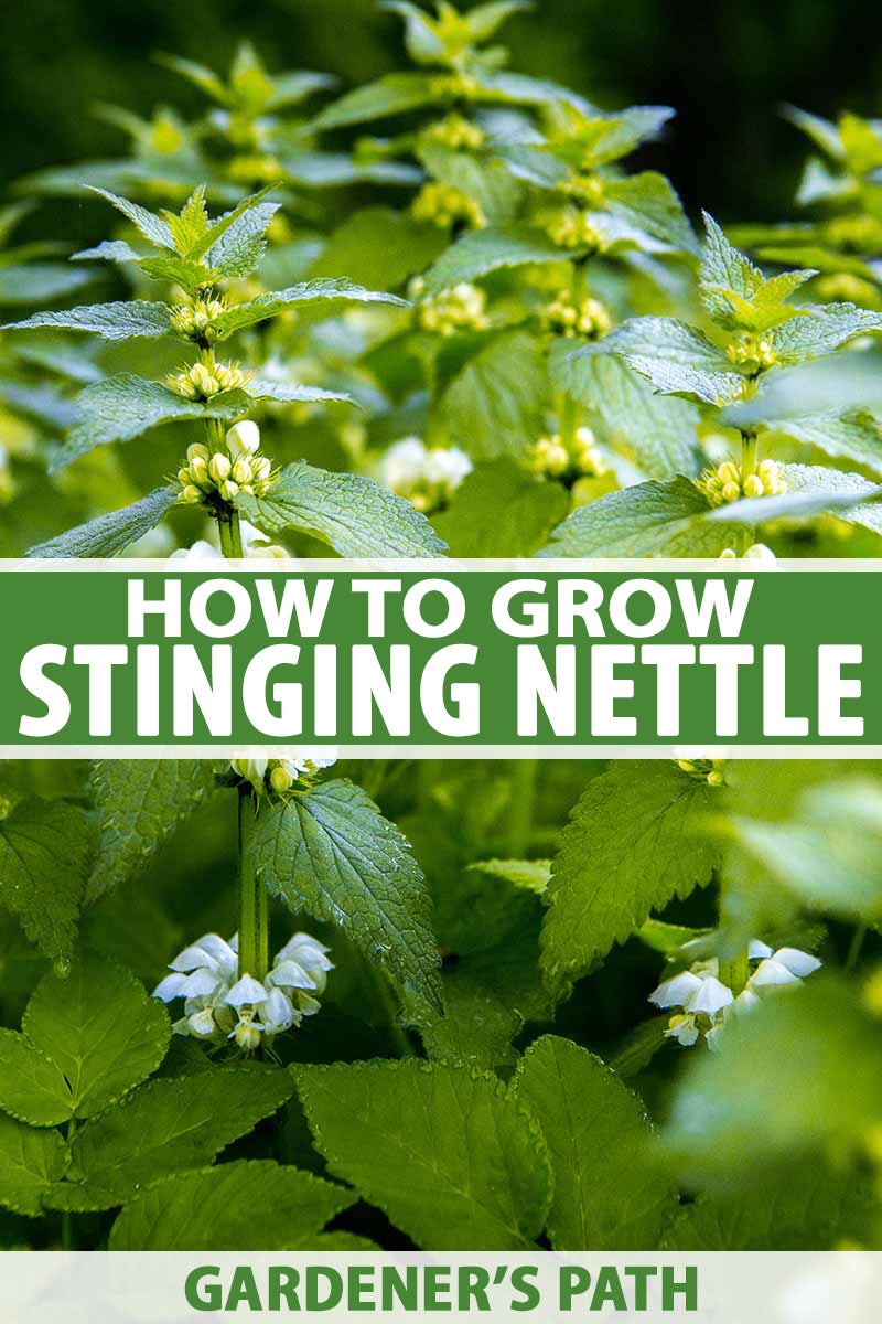 How to Grow Stinging Nettle in Your Garden